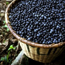 Acai…Not just a food trend!